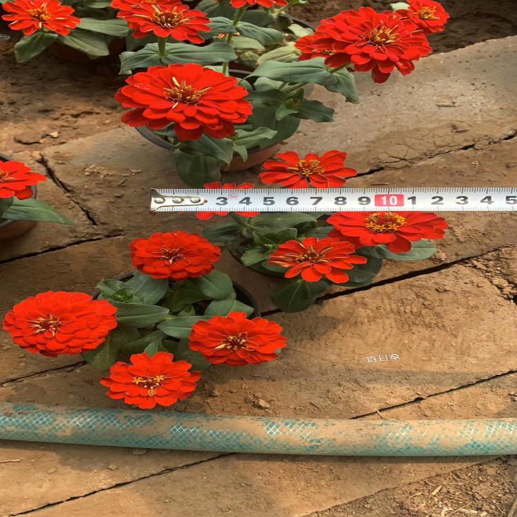 时令草花百日草营养杯苗双色盆苗常年供应