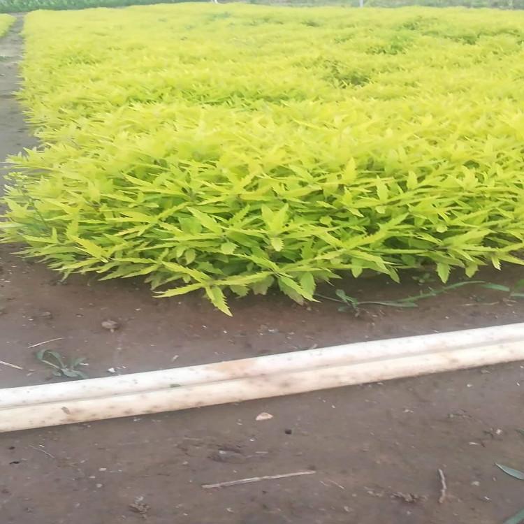 黄色系植被金叶莸苗圃直销金叶莸出售基地
