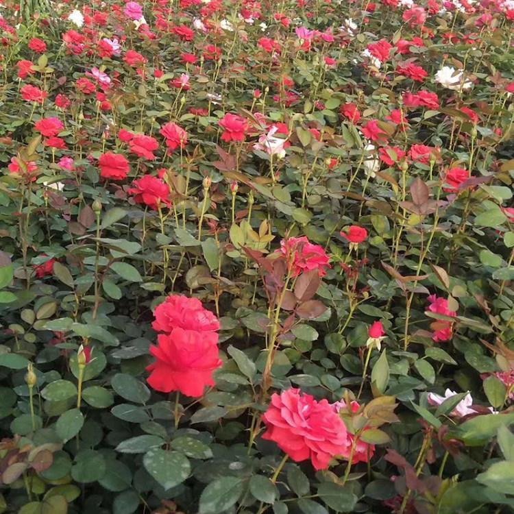 大花月季幼苗 大花月季供货商 大花月季苗圃直售