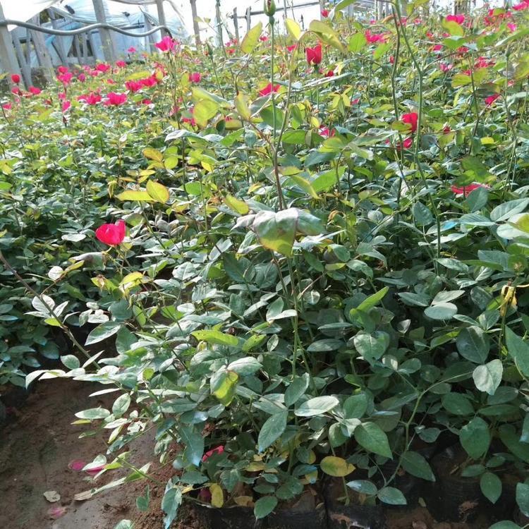 大花月季小苗 大花月季基地 大花月季苗圃直售