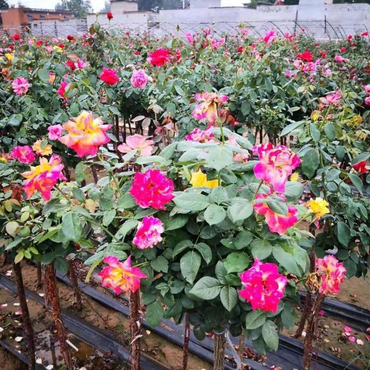多花色大花月季苗 大花月季批发 大花月季价格