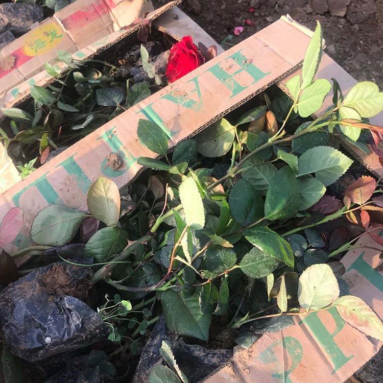 观赏丰花月季出售 丰花月季报价