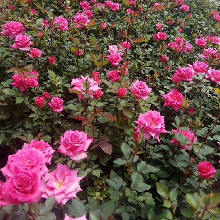 【苗圃直销】丰花月季 诺森花卉 丰花月季基地批发