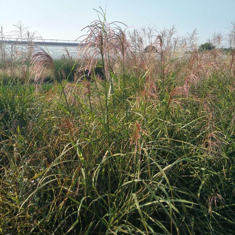 斑叶芒小苗直售 基地种植斑叶芒 冠鑫花卉销售斑叶芒