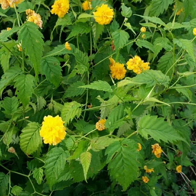 大量供应棣棠基地直销 棣棠价格   青州晶伟园林