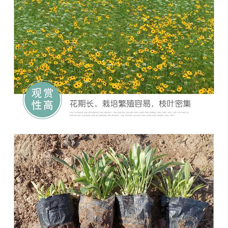 园林绿化苗木金鸡菊报价  金鸡菊   金鸡菊报价