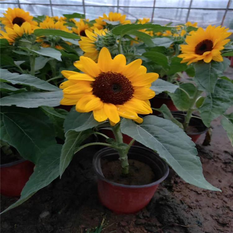 山东向日葵价格 矮化向日葵种植批发 江瑞园艺向日葵花卉基地