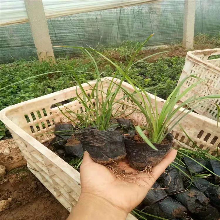 山东麦冬 青州麦冬供应出售 麦冬价格 江瑞基地批售