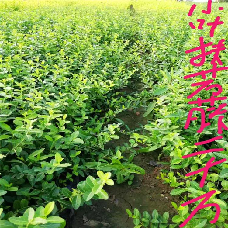 大叶扶芳藤小苗种植基地  小叶扶芳藤价格  扶芳藤大量出售