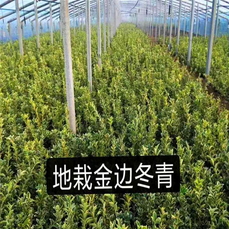 优质金边冬青绿化小苗  金边冬青批发报价  冬青种植基地