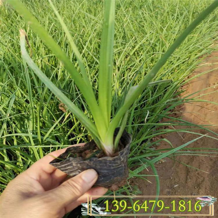 火炬花盆苗基地直销 火炬花批发价格 火炬花图片