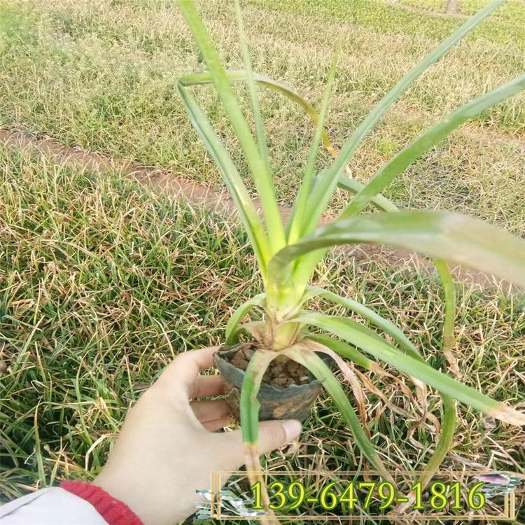火炬花育苗基地直销 火炬花火把莲批发 6-10月开花