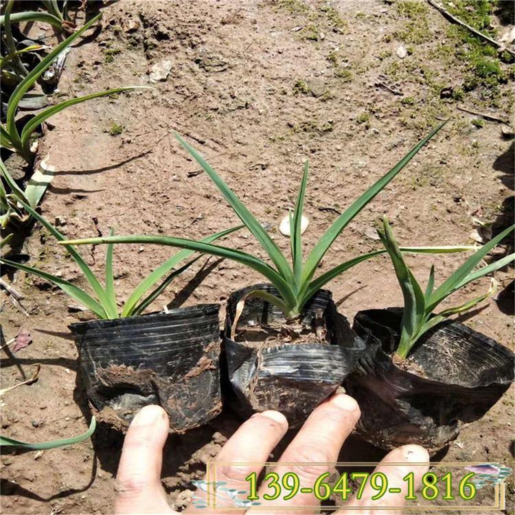 花海景区观赏草本花卉芒果棒冰 火炬花花期 火炬花杯苗
