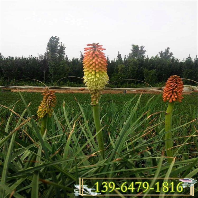 火炬花营养钵苗  夏季开花红火棒杯苗 火炬花简单介绍
