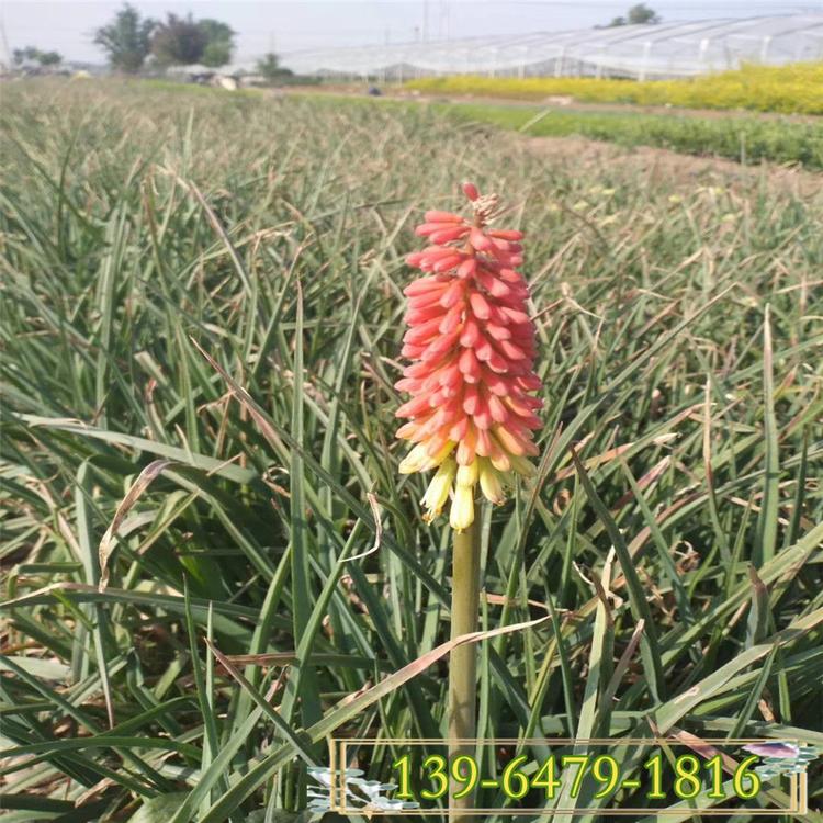 芒果棒冰杯苗育苗基地 青州火炬花小苗 火把莲袋苗园林应用