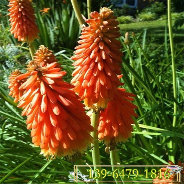 火炬花营养钵苗  夏季开花红火棒杯苗 芒果棒冰植物简单介绍