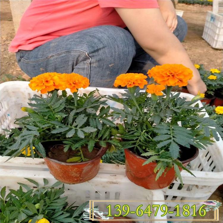 万寿菊和孔雀草的区别 国庆节花坛盆栽花卉 孔雀草杯苗价格