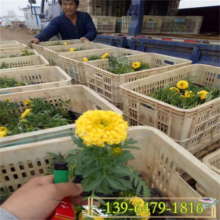 公园绿化孔雀草批发 景观花卉草花租摆 黄色孔雀草价格