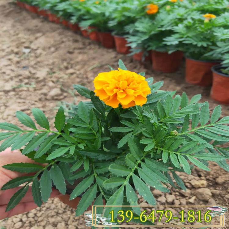 四季草花山东孔雀草基地 花色艳品质好 一年生孔雀草