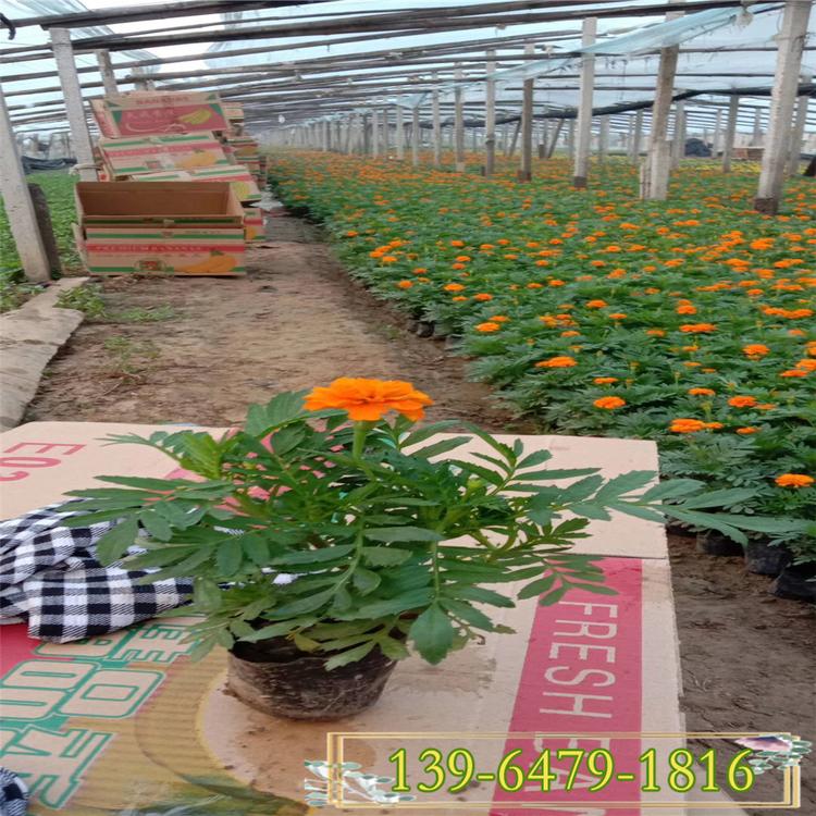 工程绿化用孔雀草 存活率高的孔雀草小苗 孔雀草的用途