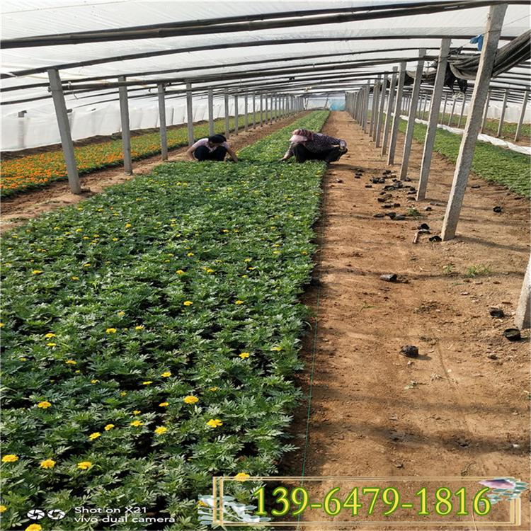 孔雀草花盆栽 孔雀草营养杯苗价格 孔雀草花期