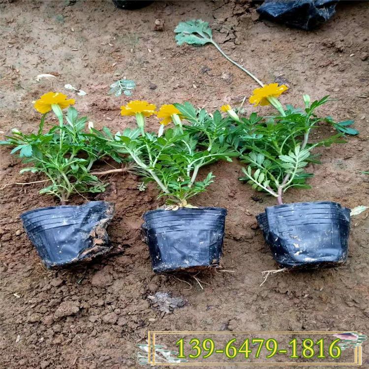大量供应批发带花苞孔雀草苗  多头孔雀草价格 花坛摆放