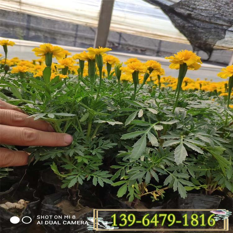 艳丽草花孔雀草 青州花卉基地 小皮桶孔雀草量大优惠