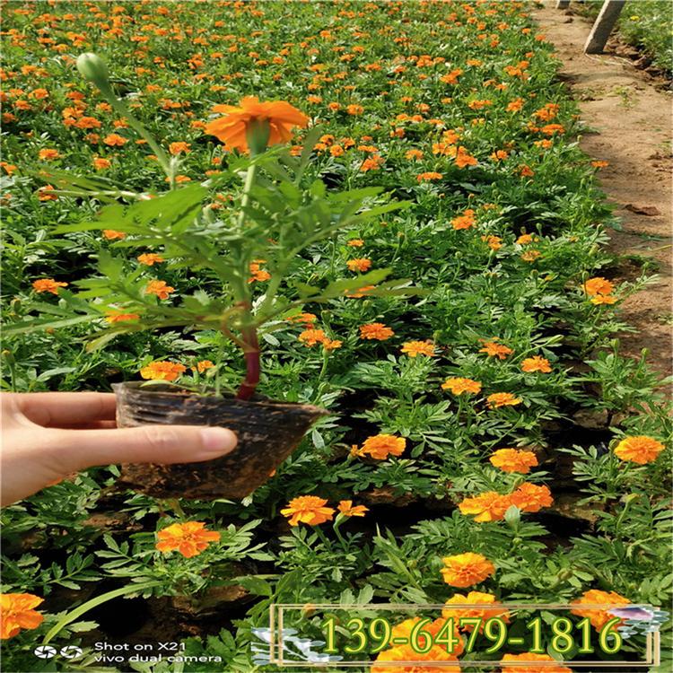 橘红孔雀草花盆栽小苗 孔雀草营养杯苗价格 孔雀草花期