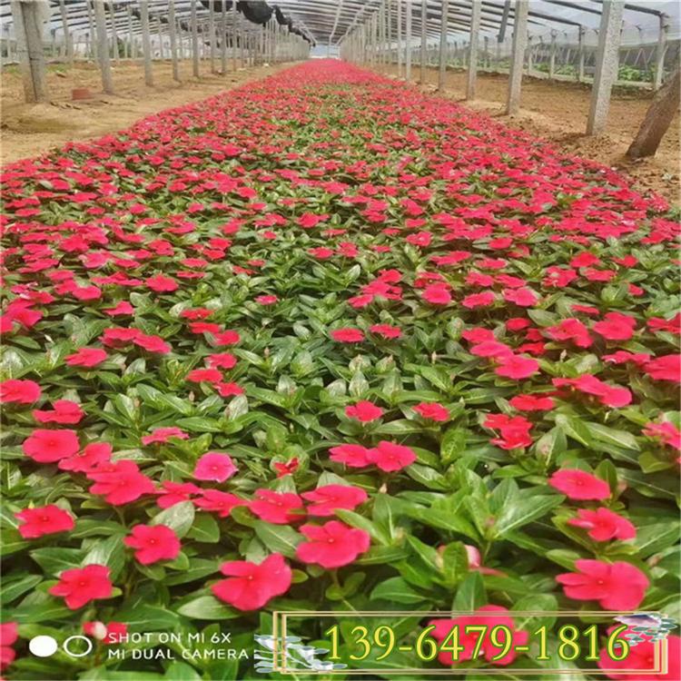 2020年粉色长春花培育基地 天天开长春花盆苗 高度10-20公分