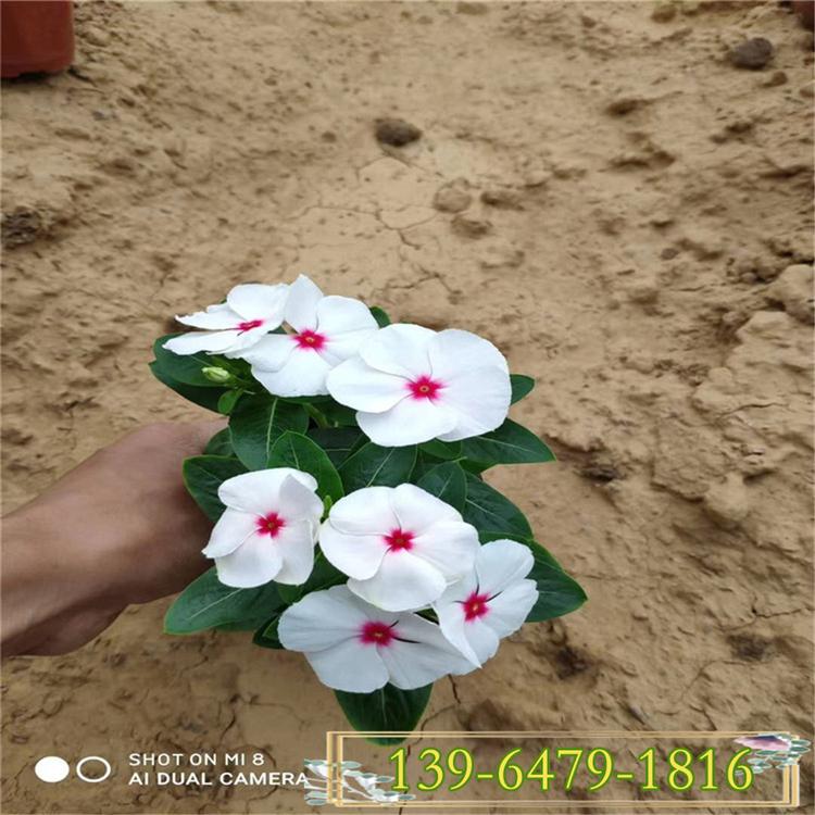 青州花圃直销盆栽长春花天天开 白色长春花图片