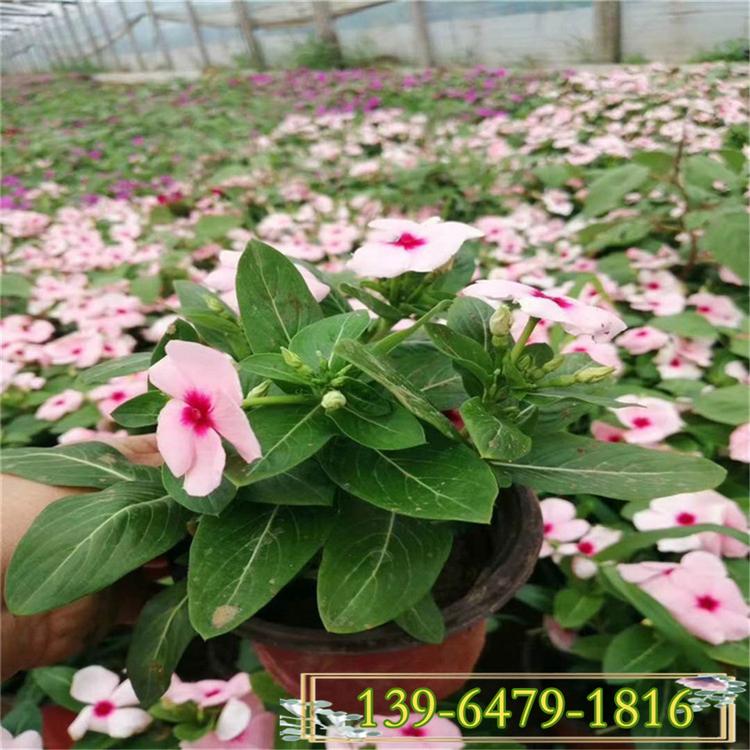 天天开小苗批发价格 山东青州花卉长春花颜色 粉色长春花