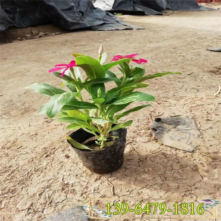 红色长春花盆栽 天天开 四季开花花期长的花卉