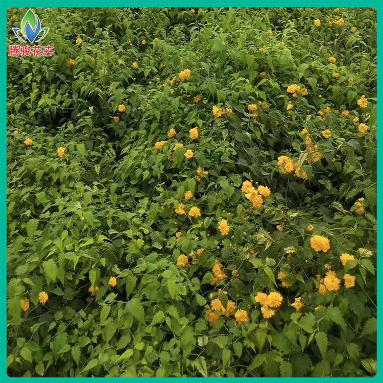 棣棠批发 价格实惠 青州棣棠花种植基地 为您服务