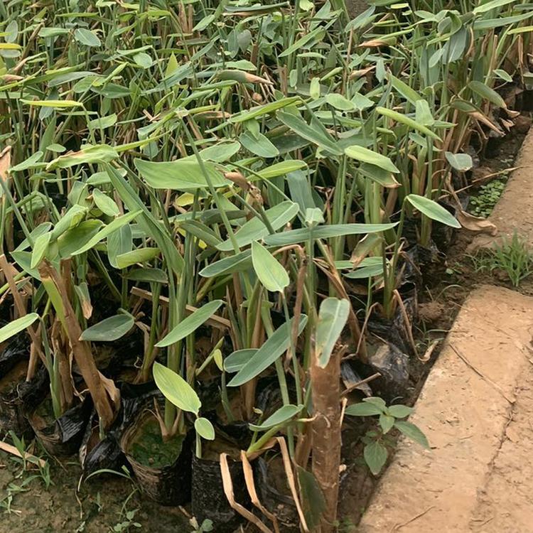 再力花种苗 批发再力花种苗 再力花种苗培育基地