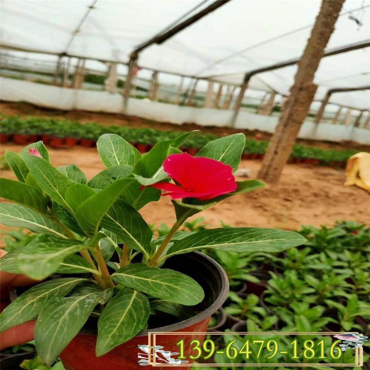 现货供应长春花营养钵苗 供应长春花盆栽 花坛花艺租摆