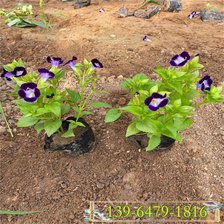 2020年夏堇小苗 便宜的夏堇山东草花基地 夏瑾价格