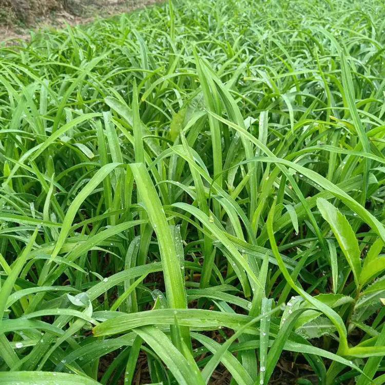 大花萱草小苗 大花萱草小苗种植基地 批发大花萱草小苗