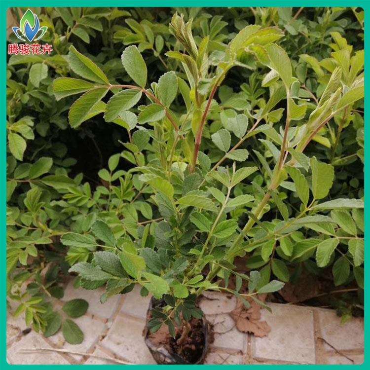 玫瑰花小苗批发