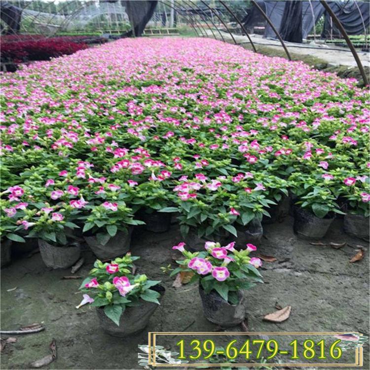 批发夏堇盆苗价格 山东草花基地粉色喇叭花 夏堇花期
