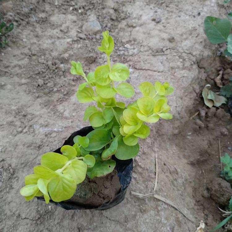 过路黄 山东过路黄小苗种植基地 映雪花卉基地直售过路黄