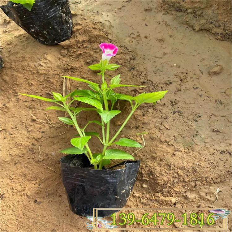 夏堇价格 小喇叭花 盆栽花苗带花带土发货 夏季开花的植物