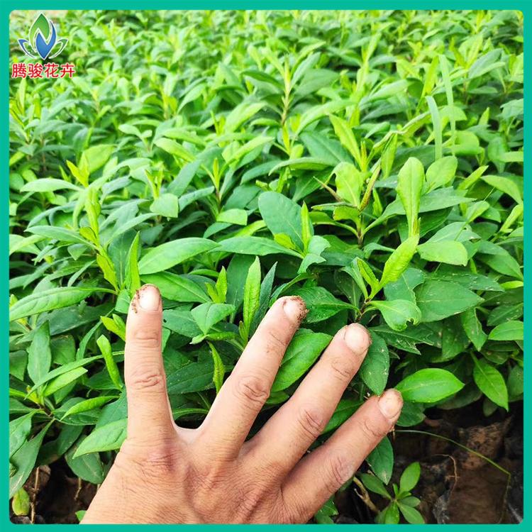 宿根福禄考基地 好苗供应 锥花福禄考