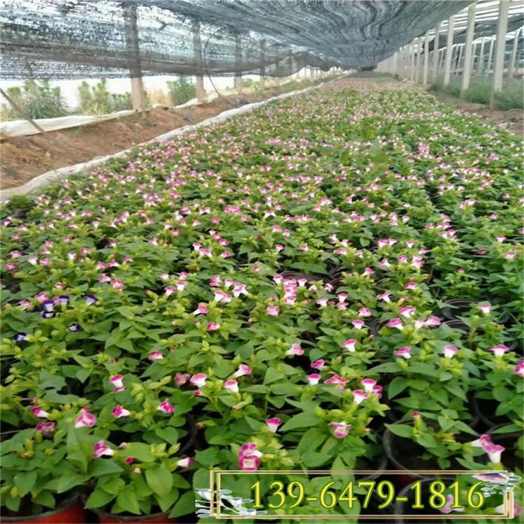 单色蝴蝶草垂吊花卉 耐热多色夏堇种植基地 夏堇图片