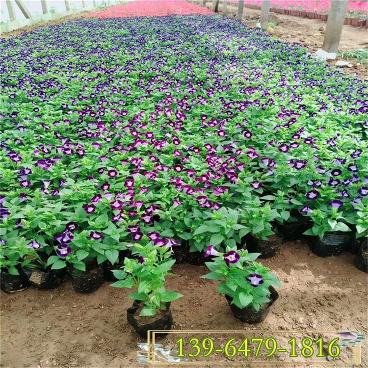 四季草花 批发一年生花卉夏堇杯苗 夏瑾花期