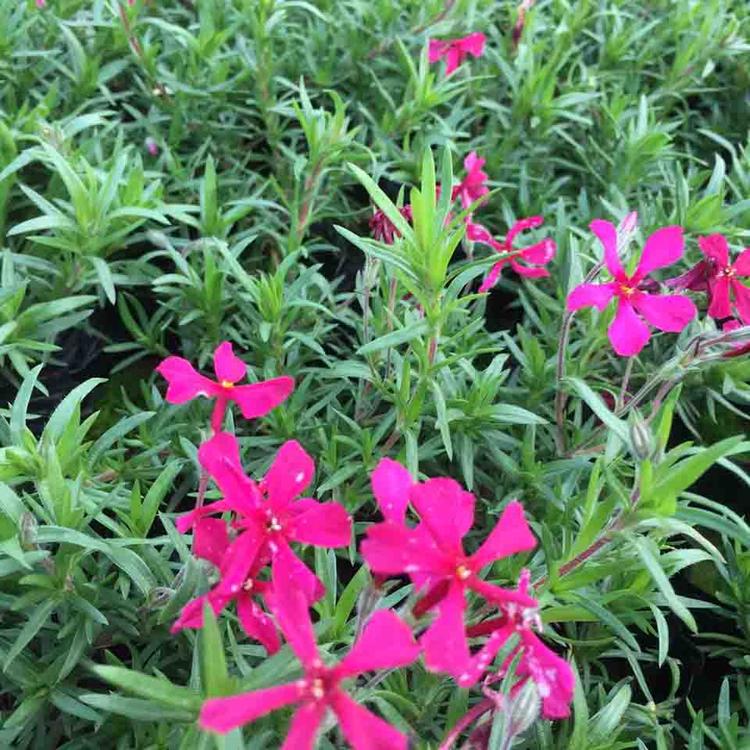 长期供应丛生福禄考花海丛生福禄考基地