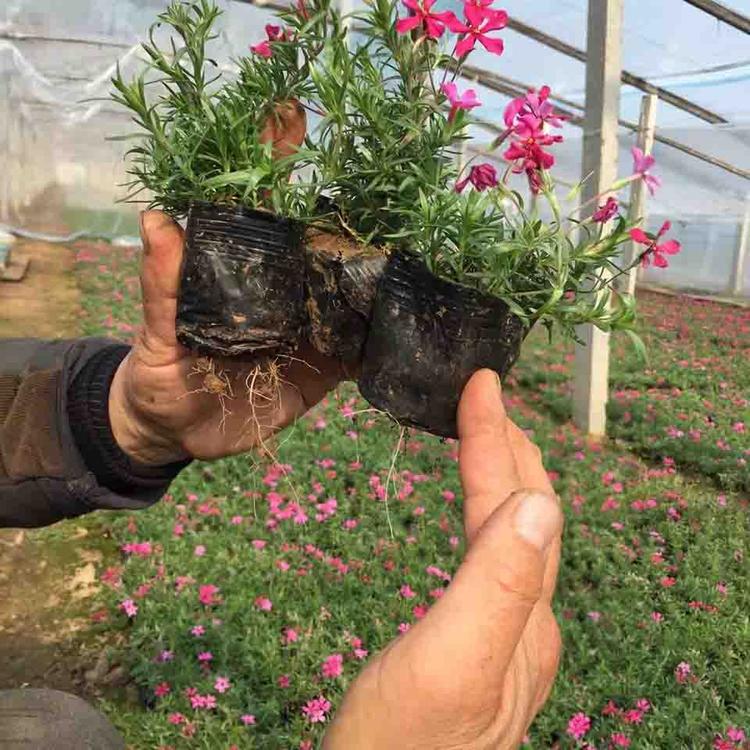 保质保量丛生福禄考采购基地丛生福禄考种植