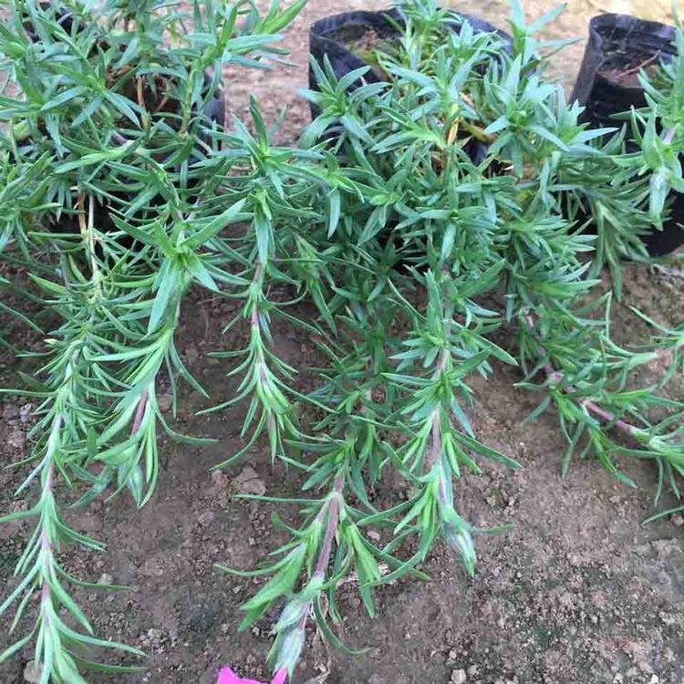 苗圃供应丛生福禄考培育丛生福禄考价格