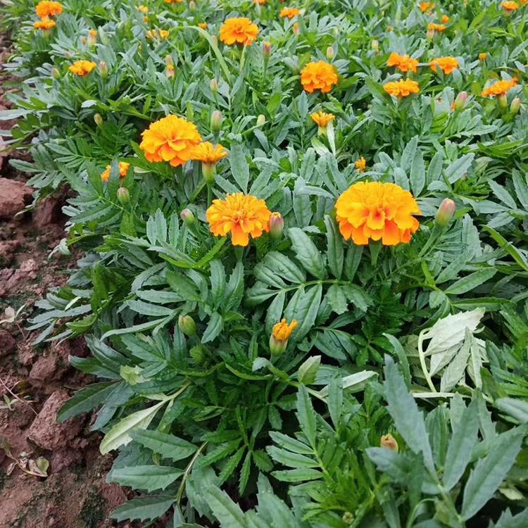 孔雀草 山东孔雀草行情 孔雀草种植基地 孔雀草培育
