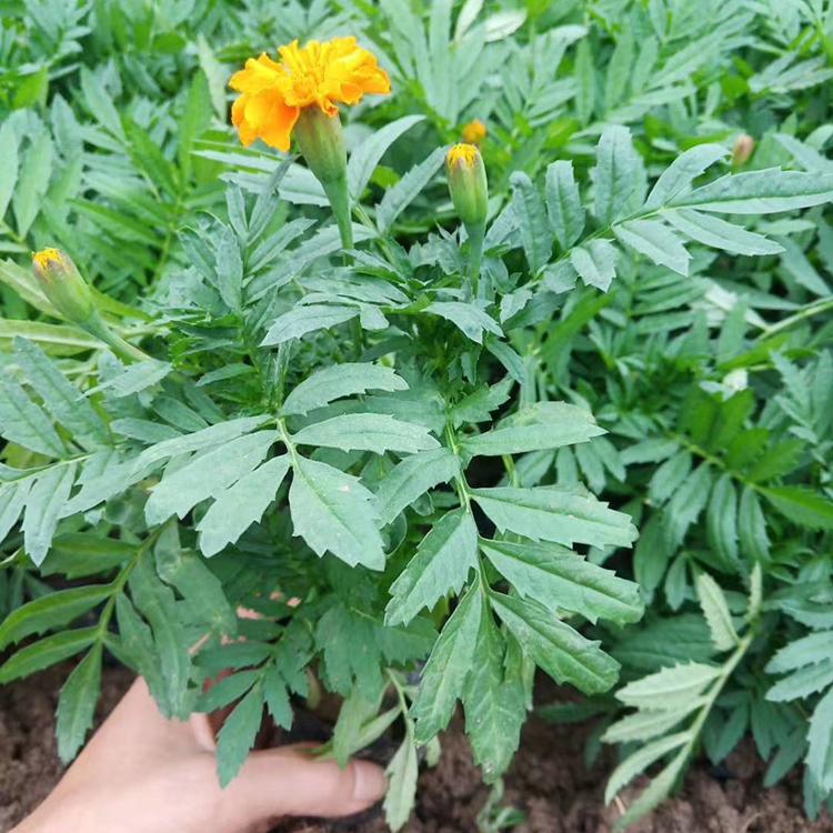 孔雀草盆栽 孔雀草基地 孔雀草苗圃直供