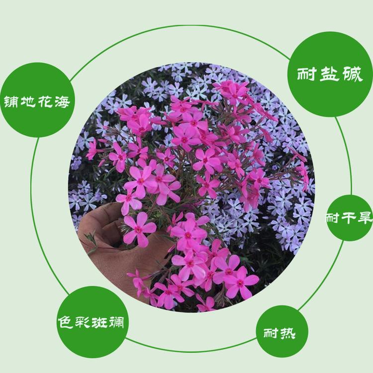 丛生福禄考盆苗价格 多年生低矮地被植物 铺地花海芝樱花